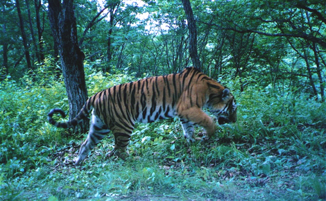 Sidebar tiger park 2 meitu 1