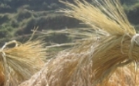 Index guizhou grain