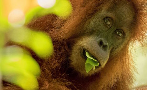 Sidebar orangutan tapanuli maxime aliaga1