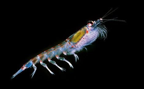 Sidebar antarctic krill 1440x978