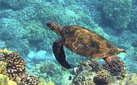 Sidebar sea turtle 547162 1920 e1534168069327 1440x815
