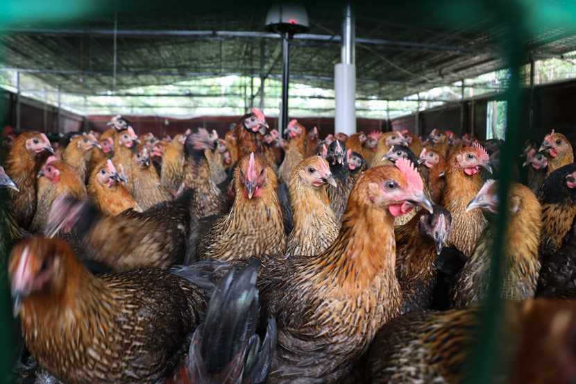 The Blockchain Chickens Bringing The Future To Free Range China