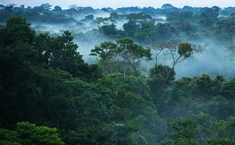 Sidebar brazilian amazon rainforest web meitu 1