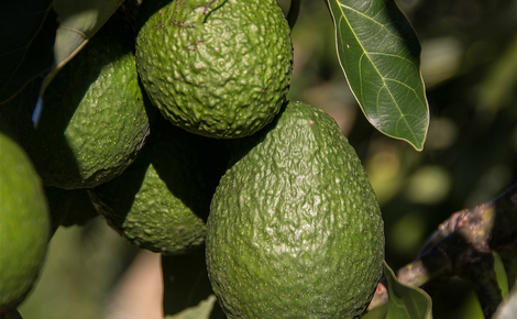 Sidebar hass avocado 2685821 1280 meitu 1