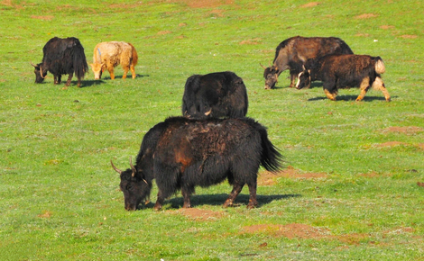 Sidebar yaks in zoige