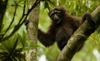 Aside hoolock gibbon