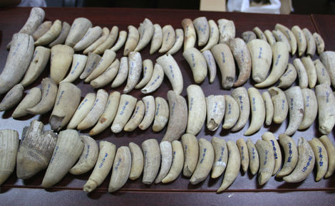 Sidebar whale teeth seized by chinese customs meitu 3 e1560339552760 1440x781