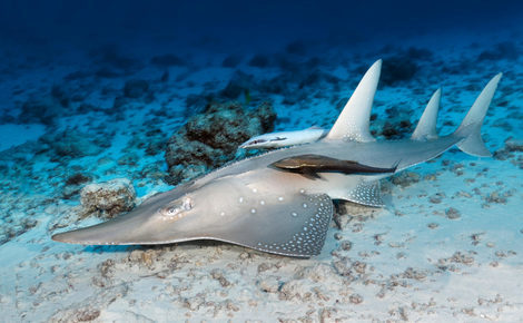 Sidebar guitarfish rhynchobatus djiddensis 1 1440x960