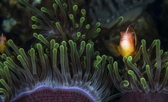 Index anemone fish e1