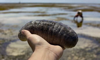 Index sea cucumber 2 byakkaya thinkstock e1565955937195 1440x841