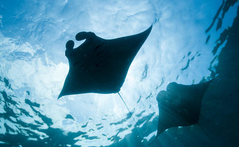 Sidebar img 9196 reef manta rays 1440x953