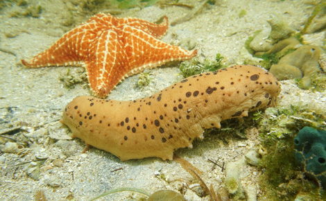 Sidebar f2cxj6 sea cucumber mexico e1568635299344 1440x839