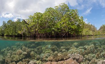 Index g4j73k mangroves in indonesia 1440x960