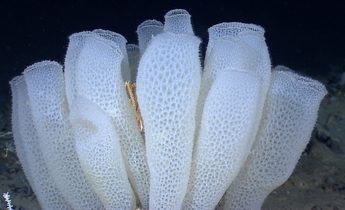 Index glass sponges euplectella aspergillum 1440x810