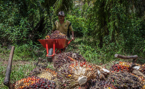 Sidebar gp0sttnm7 palm oil farmer in indonesia