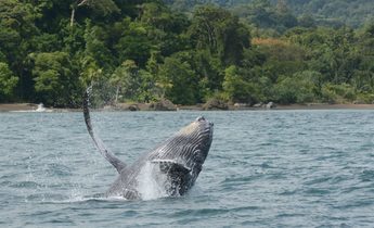 Index humpback whale in colombian web 1440x959