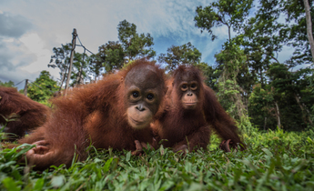 Index gp0stqfo0 web orangutans in indonesia