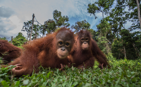 Sidebar gp0stqfo0 web orangutans in indonesia