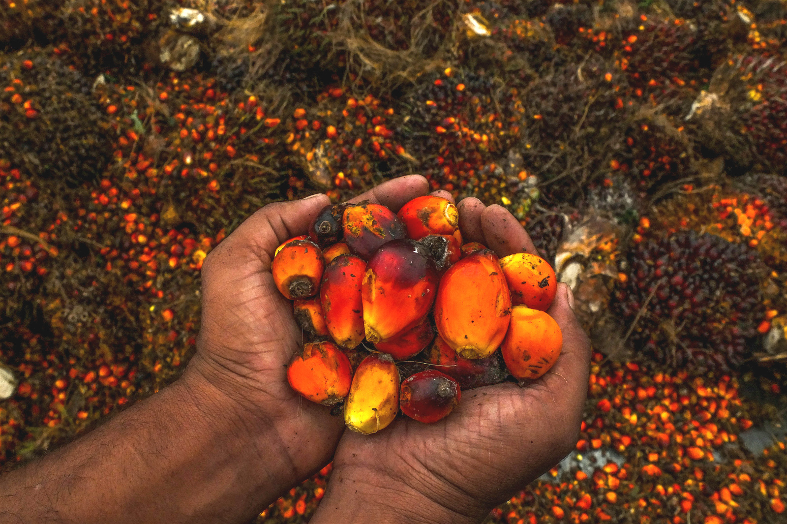  Palm  oil  The pros and cons of a controversial commodity 