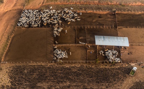 Sidebar beef amazon deforestationdsc 2938 1
