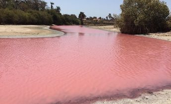 Index pollution from fishmeal plant turned waters red in a lagoon 1440x1080