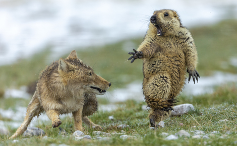 Sidebar full col   yongqing bao   wildlife photographer of the year web