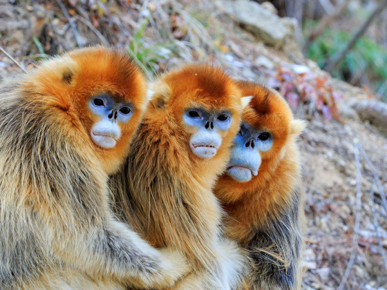 These three challenges will make or break the Kunming biodiversity ...