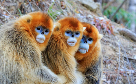 Sidebar kunming biodiversity talks cop15 three challenges