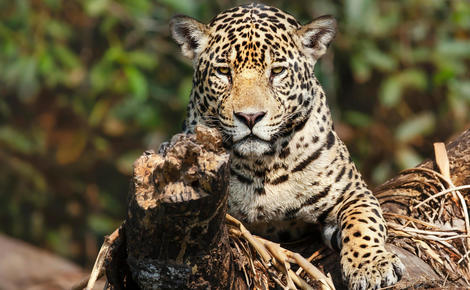 Sidebar 2a9m5x9 cop15 jaguar endangered species
