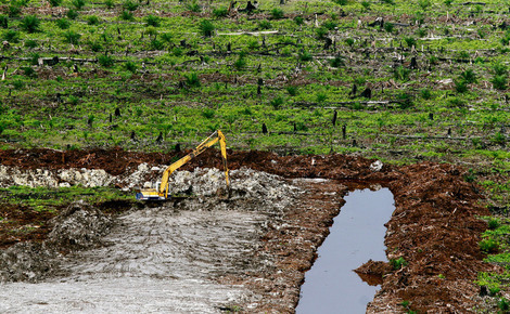 Sidebar gp018tn peat swamp frorest destruction