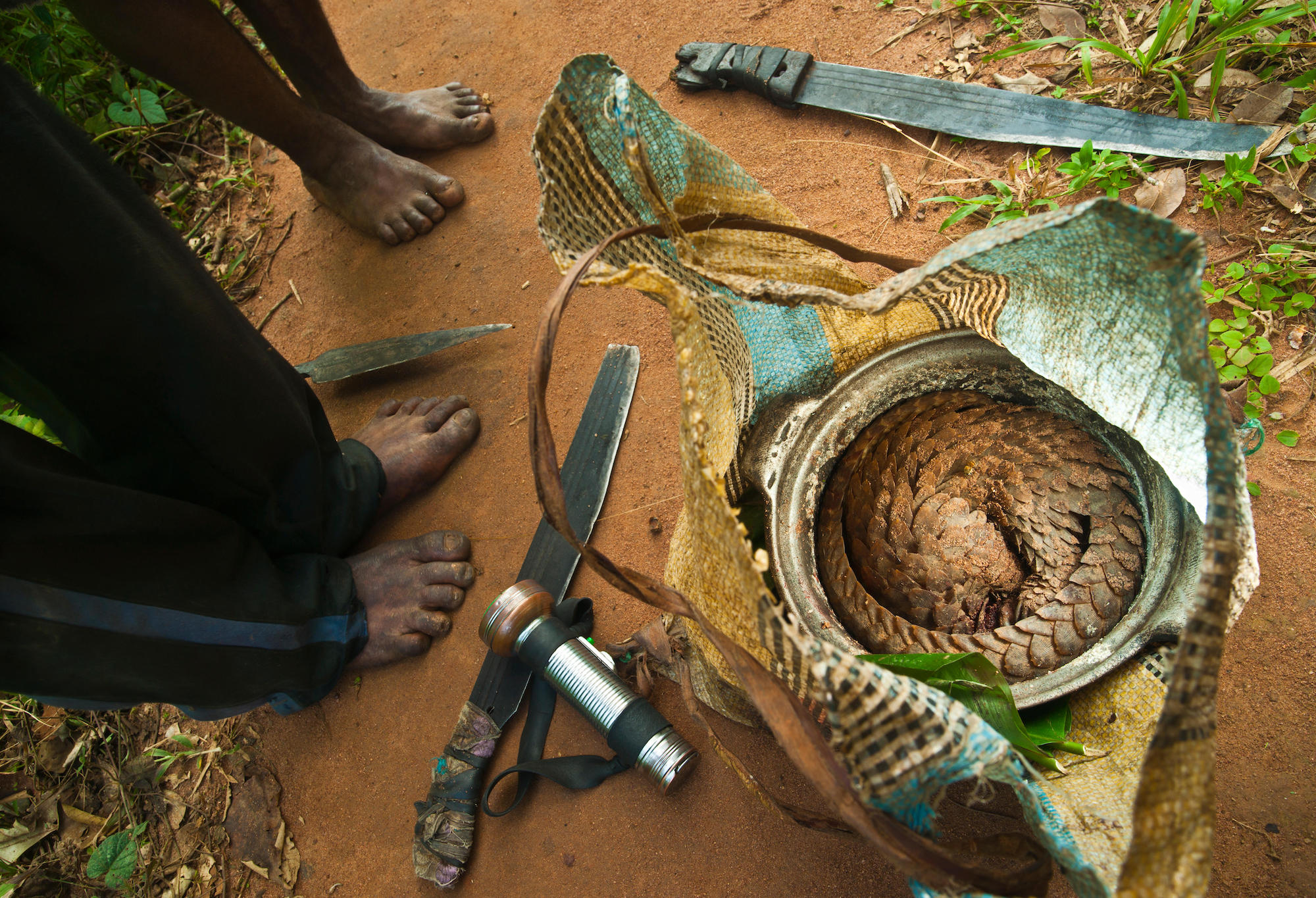 China’s state insurers have stopped covering pangolin medicines | China