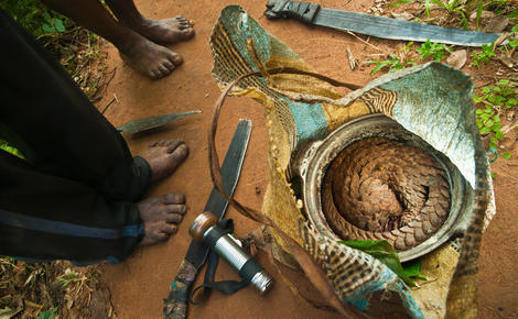 Sidebar w7ppmk african pangolin hunters
