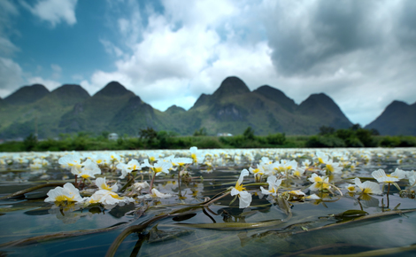 Sidebar china plant1