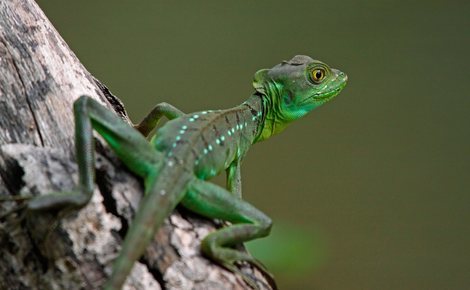 Sidebar crhane