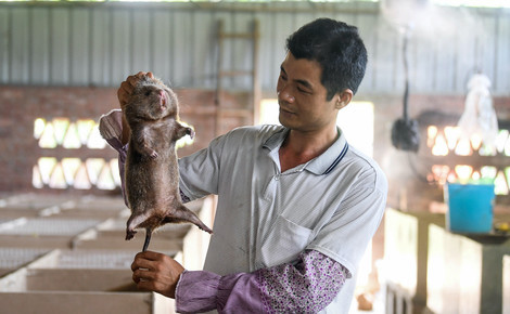 Sidebar w4pwbb bamboo rat farming in china cropped