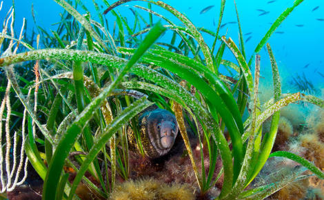 Sidebar five takeways from eu new biodiversity strategy 2020
