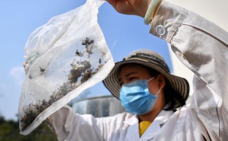 Sidebar fall armyworm moths china