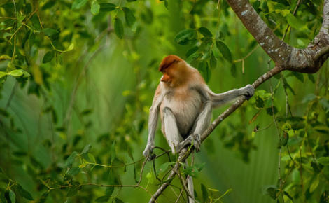 Sidebar ef8kpy proboscis monkey in east kalimantan
