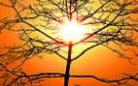 Index indiatree