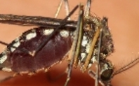 Index mosquito