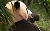 Index pandaresized142