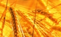 Index wheat