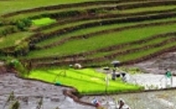 Index rice