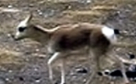 Index tibetan antelope