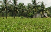 Index india cotton
