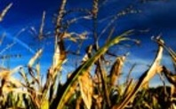 Index corn