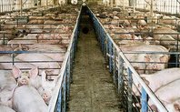 Index pig farm large