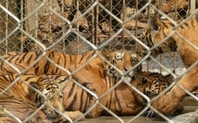 Index tiger3 origin large