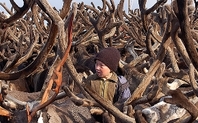 Index nenets kid large