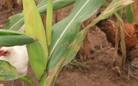 Index cropped chicken